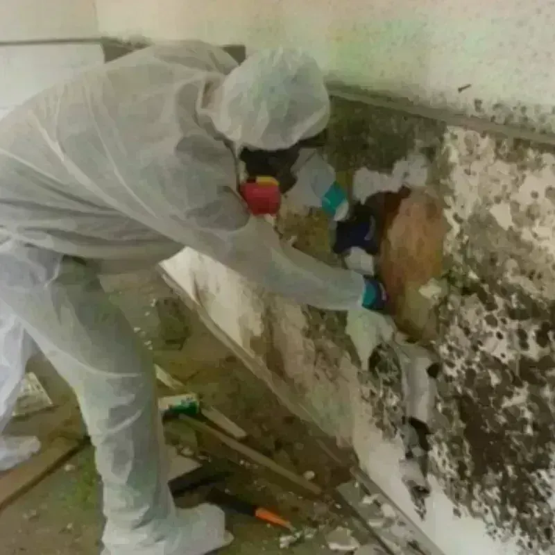 Mold Remediation and Removal in Roosevelt Park, MI